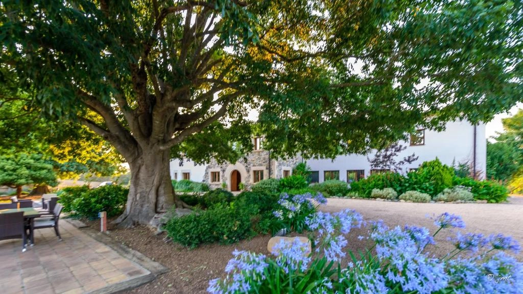 Mas Duc - jardín y exterior con árbol centenario